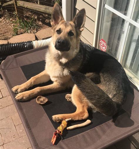 adoptable german shepherd near me.